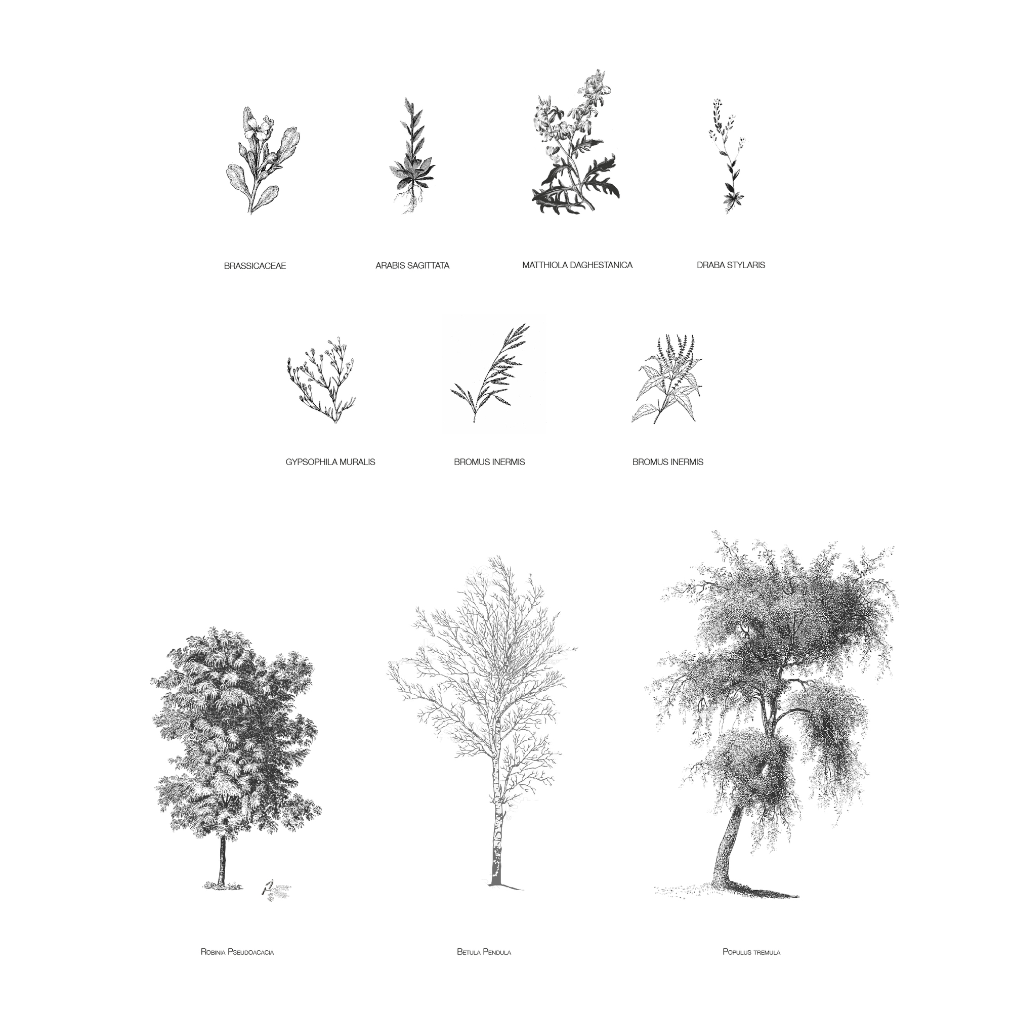 Figure 9. Typological study of technogenic species ranging from shrubs and herbaceous to trees.